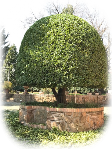 Potatura alberello di alloro